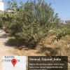 GREEN CAMPUS-7